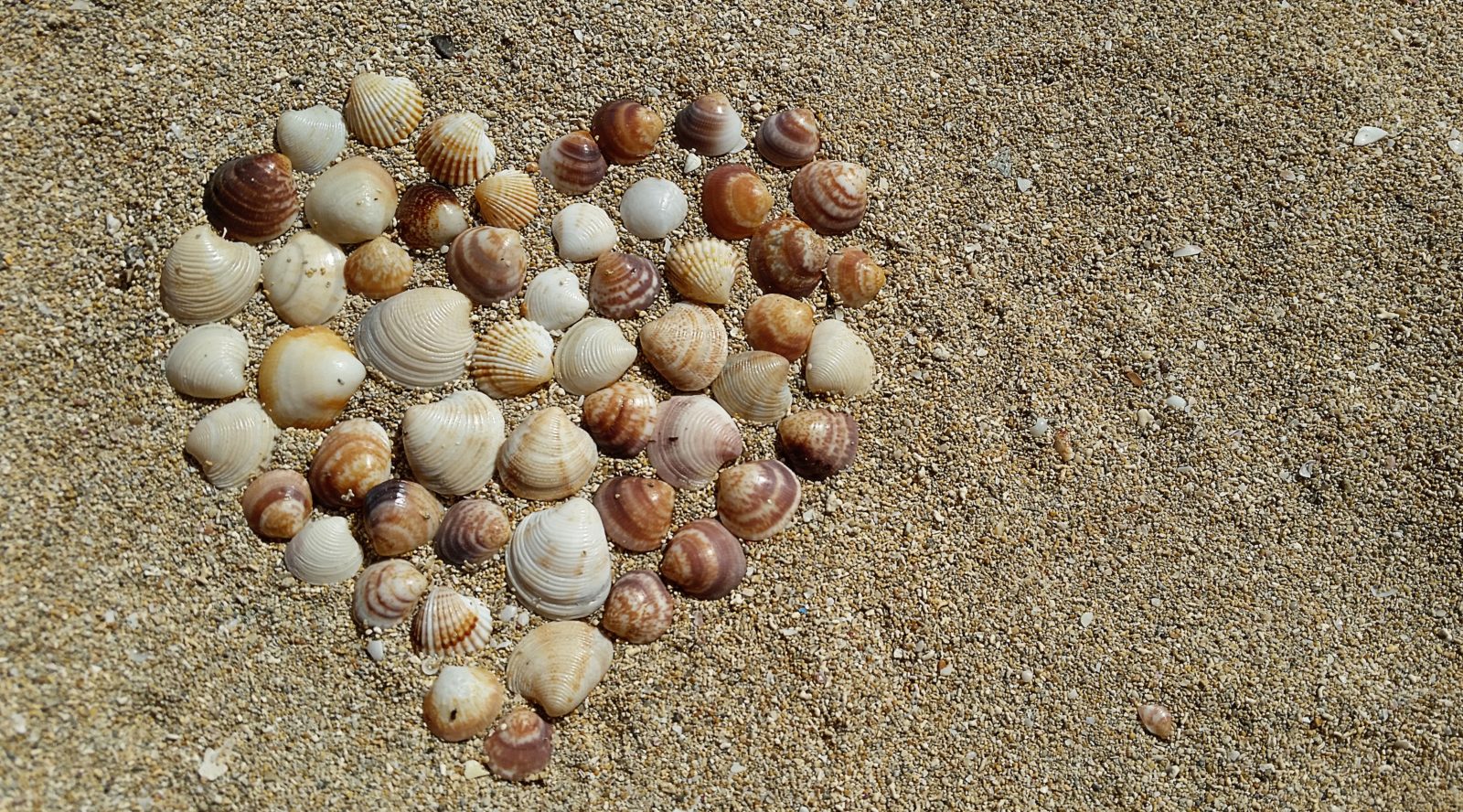 Sea shell heart